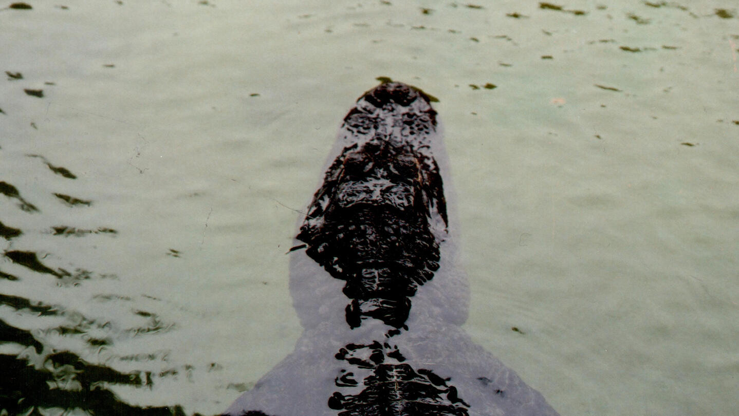 lurking gator (2017)